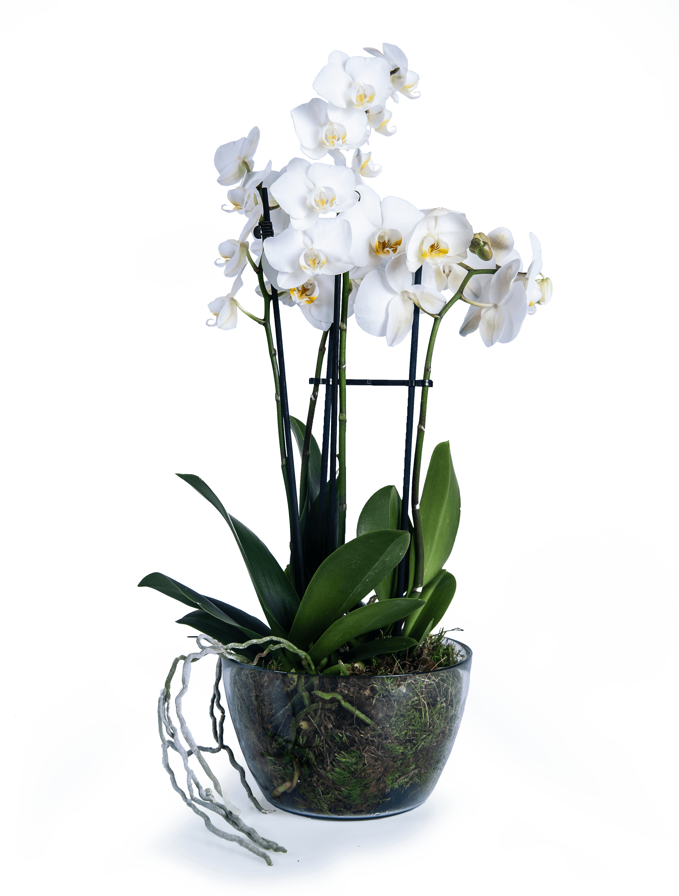 orchidej -stin